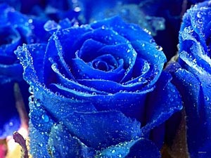 Япония станет первой страной мира, где в продажу поступят натуральные синие розы